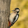 Strakapoud velky - Dendrocopos major - Great Spotted Woodpecker 8358